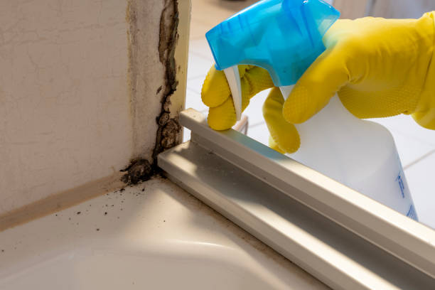 Why You Should Choose Our Mold Remediation Services in Silver Firs, WA